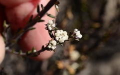 Phylica parviflora