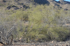 Parkinsonia