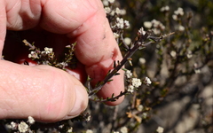 Phylica parviflora