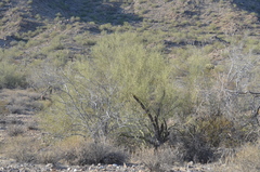 Parkinsonia