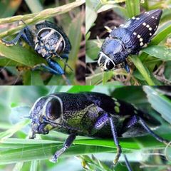 Lampetis tucumana