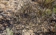 Phylica parviflora