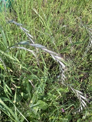 Bromus catharticus