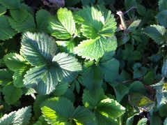 Fragaria