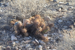 Echinocereus engelmannii engelmannii