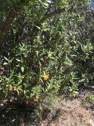 iNaturalist observation photo of orange bush monkeyflower