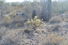 Cylindropuntia