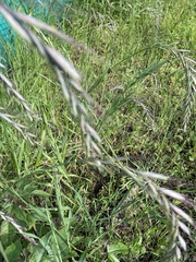 Bromus catharticus
