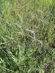 Bromus catharticus