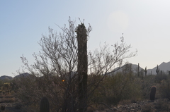 Carnegiea gigantea