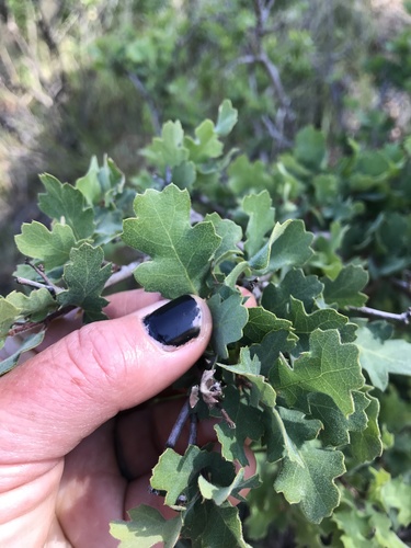 iNaturalist observation photo of blue oak