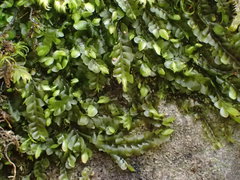 Jungermannia atrovirens