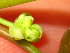 Menispermum dauricum