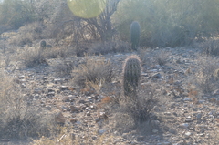 Carnegiea gigantea