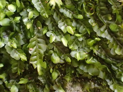 Jungermannia atrovirens