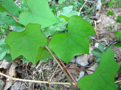 Menispermum dauricum