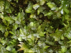 Jungermannia atrovirens