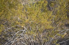 Larrea tridentata