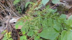 Aspidotis meifolia