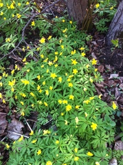Anemonoides ranunculoides