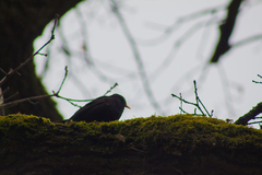 Turdus merula
