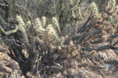 Cylindropuntia