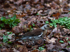 Turdus pilaris