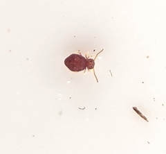 Symphypleona