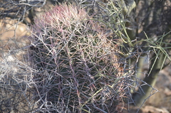 Ferocactus cylindraceus