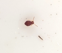 Symphypleona