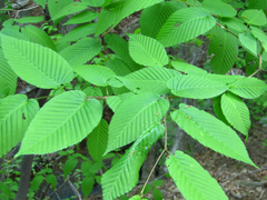 Carpinus cordata