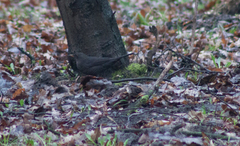 Turdus merula