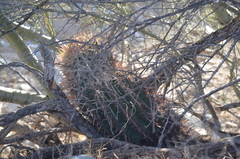 Ferocactus cylindraceus