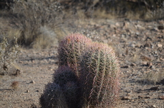 Ferocactus cylindraceus