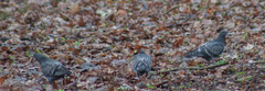 Columba livia domestica