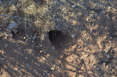 Xerospermophilus tereticaudus