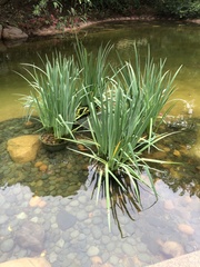 Typha orientalis