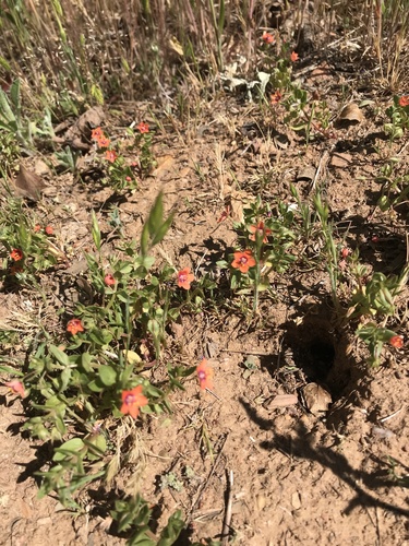 iNaturalist observation photo of scarlet pimpernel