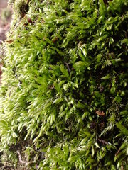 Cirriphyllum crassinervium