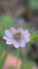 Geranium potosinum