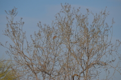 Xerospermophilus tereticaudus