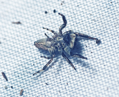 Paraphilaeus daemeli