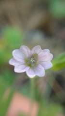 Geranium potosinum