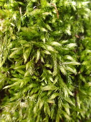Cirriphyllum crassinervium