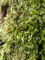 Cirriphyllum crassinervium