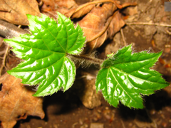 Ainsliaea acerifolia