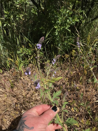 iNaturalist observation photo of western vervain