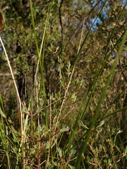 Darwinia biflora