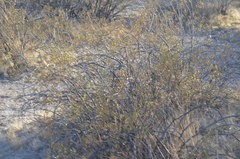 Larrea tridentata