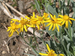 Senecio megacephalus